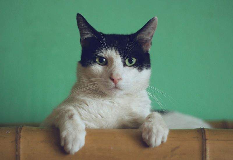 おうちでできる猫の快適空間づくり：季節の変わり目編