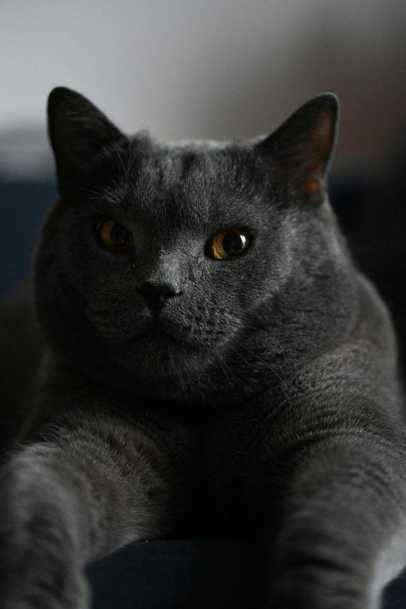 ねこ暮らしサポート株式会社 13