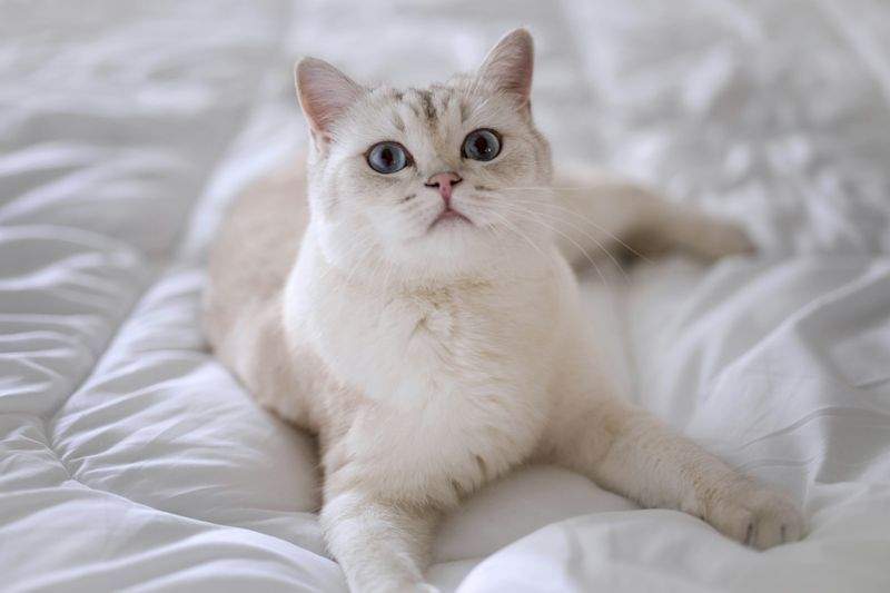 ねこ暮らしサポート株式会社 14