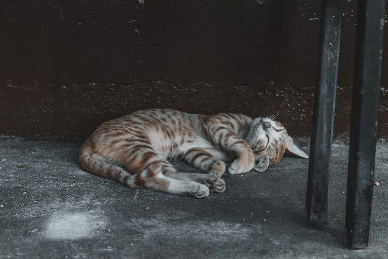 ねこ暮らしサポート株式会社 3