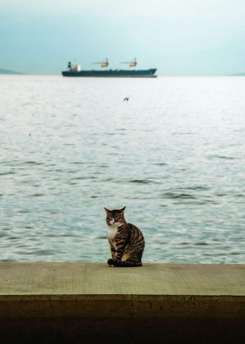 ねこ暮らしサポート株式会社 6