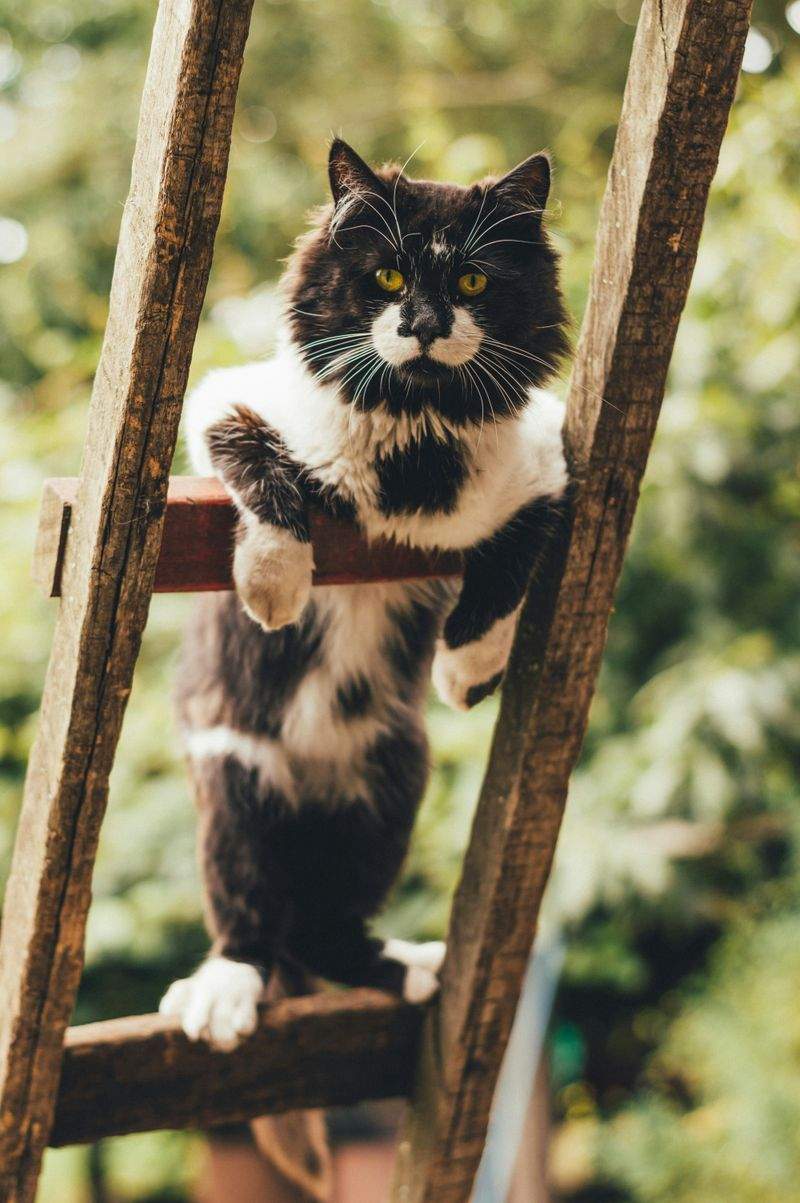 猫用品のセレクト販売