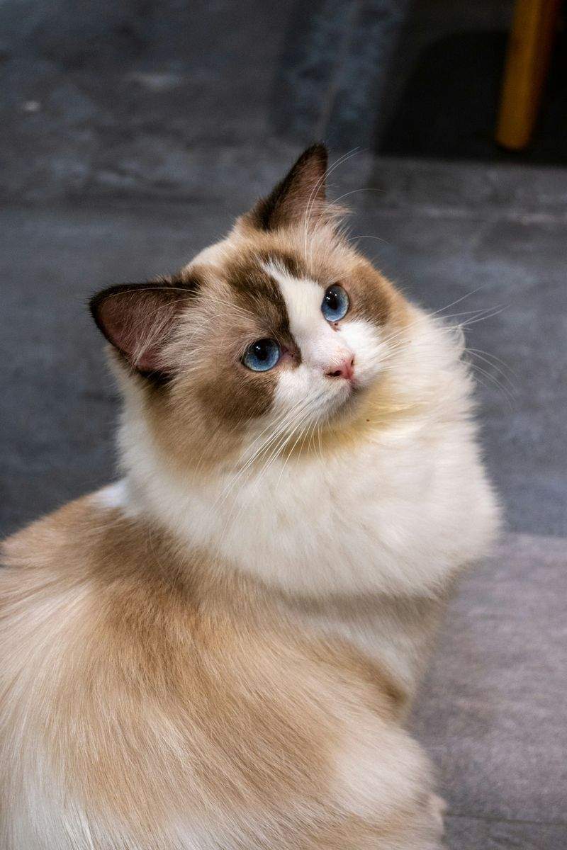 多頭飼育向け生活環境アドバイス
